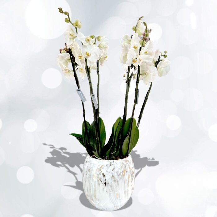Orchid Opulence in Marbled Vase