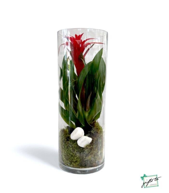 Contemporary Guzmania Vase