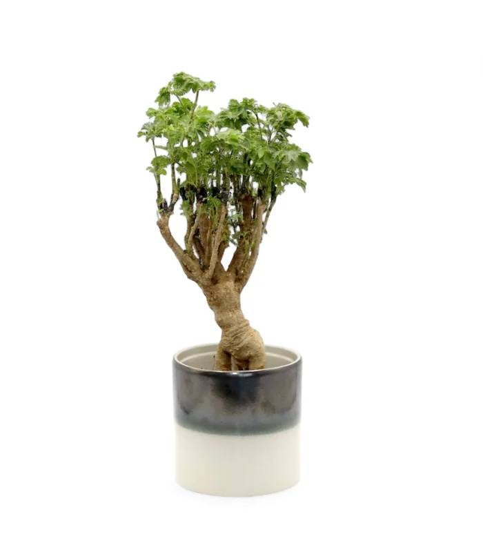 Polyscias Parsley Bonsai in Ceramic Pot