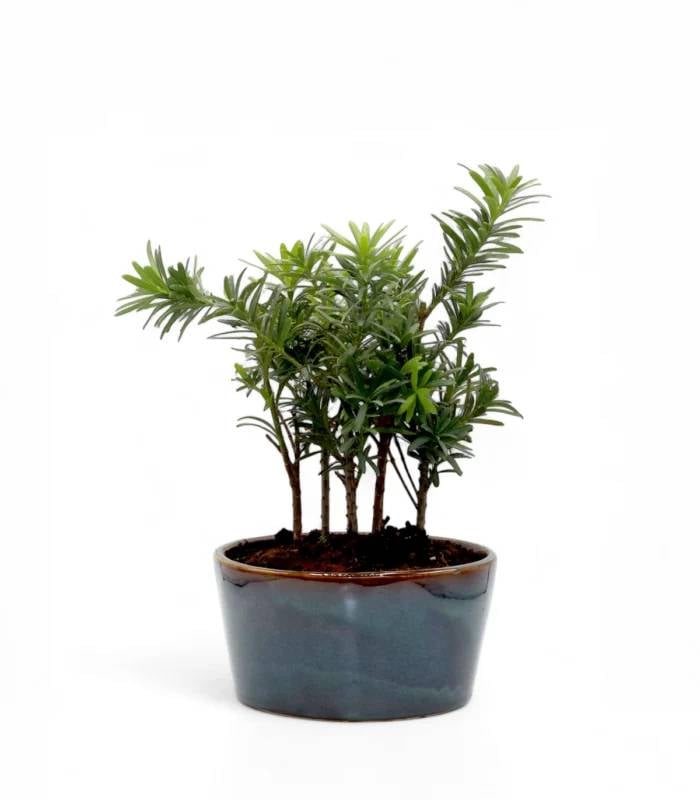 Podocarpus Bonsai Plant in Ceramic Planter