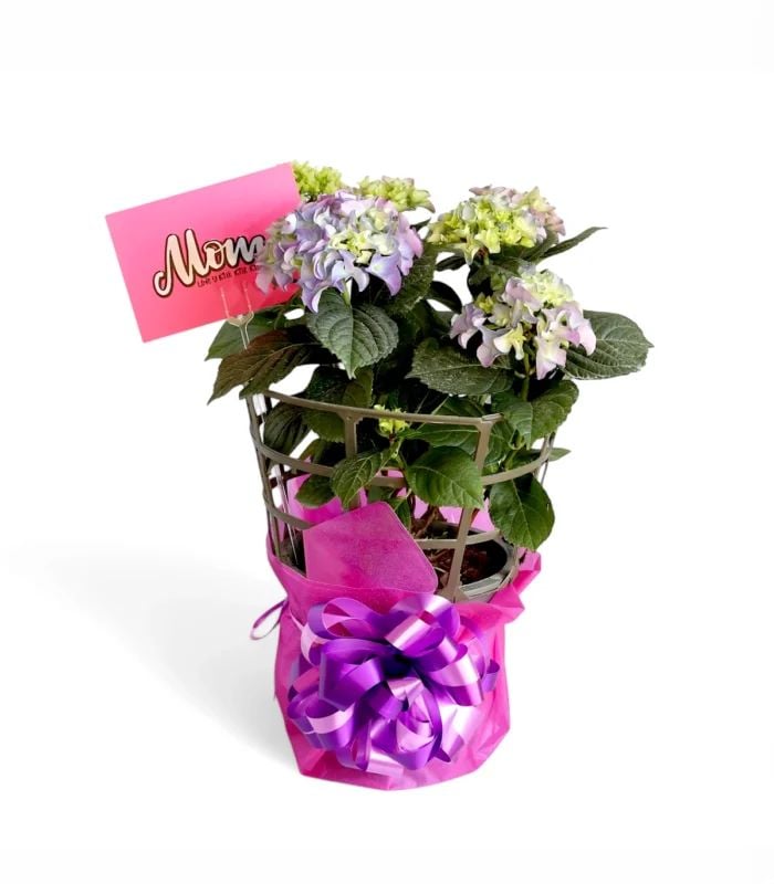 Purple Hydrangea Plant | 60CM