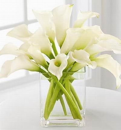 Calla Purity