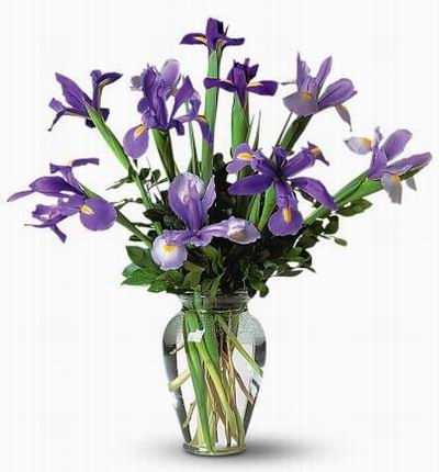 Iris Iris