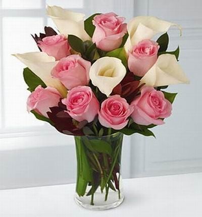 Calla Pink Standard (Calla Pink Standard)