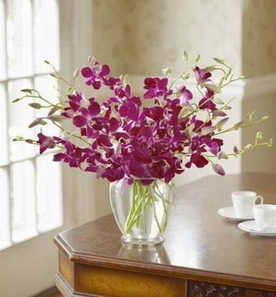 Forever Orchids