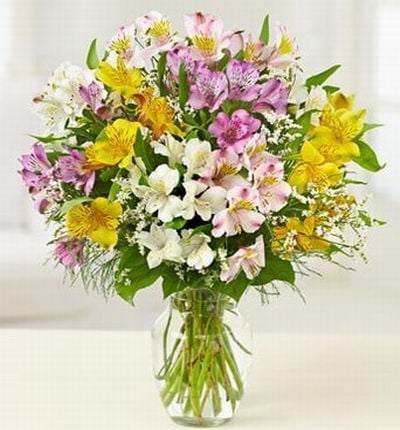 Assorted Alstromerias