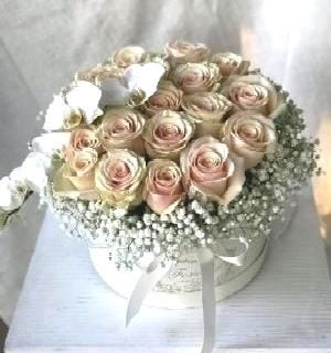 Light Pink Elegance-A003