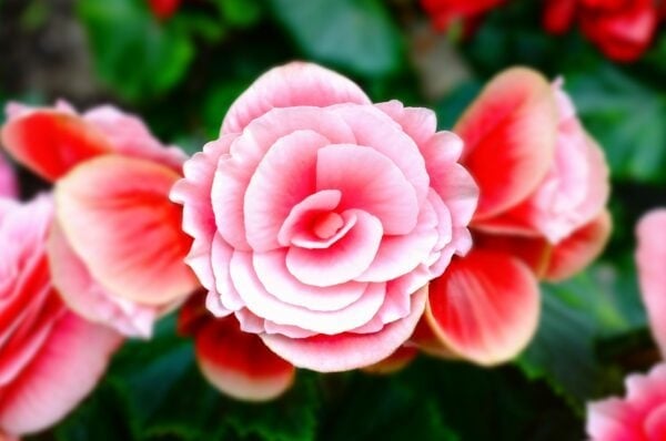Stunning Red Roses