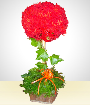 Flower Bud Arrangement