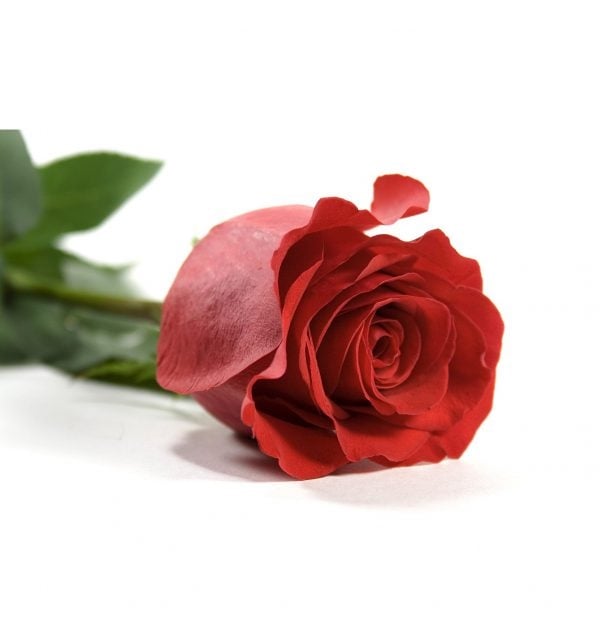 Lone Star Rose