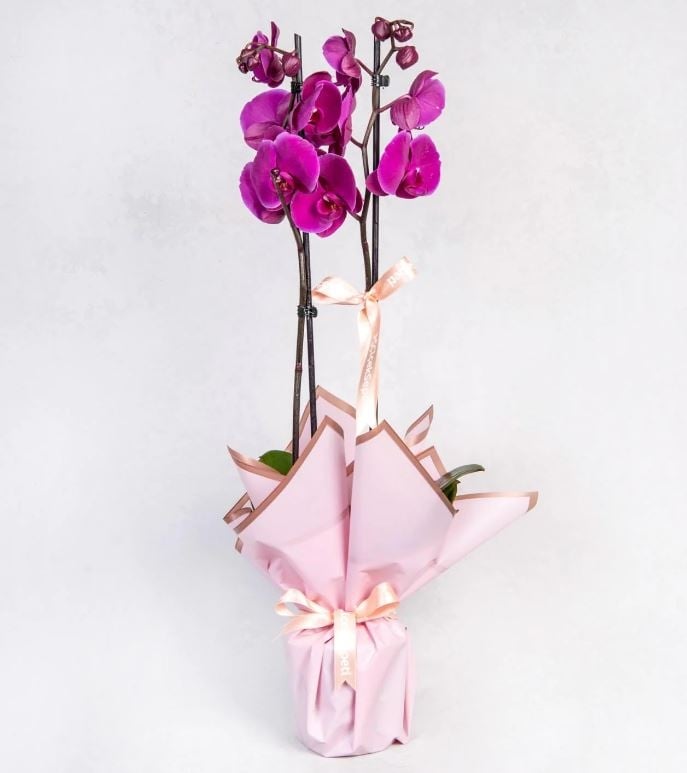 Double Purple Orchid