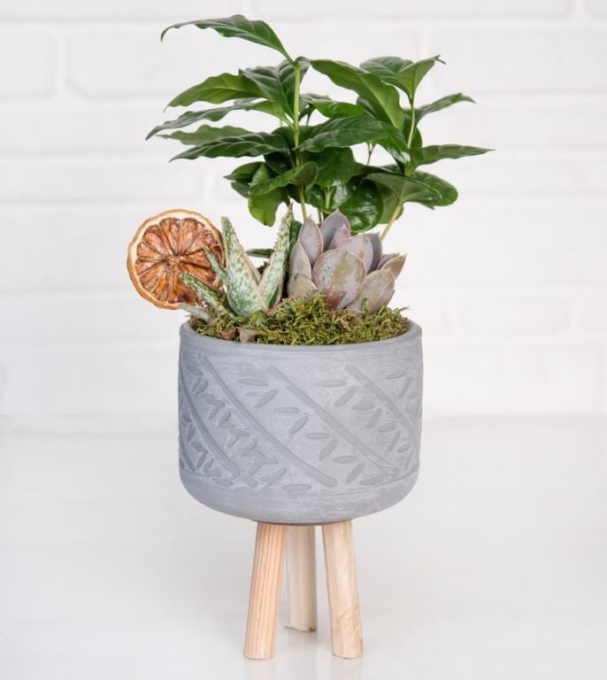 Coffee Plant and Succulents in a Wooden-Legged Flower Pot