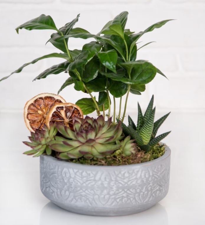 Tumbled Concrete Potted Coffee Plants and Succulents