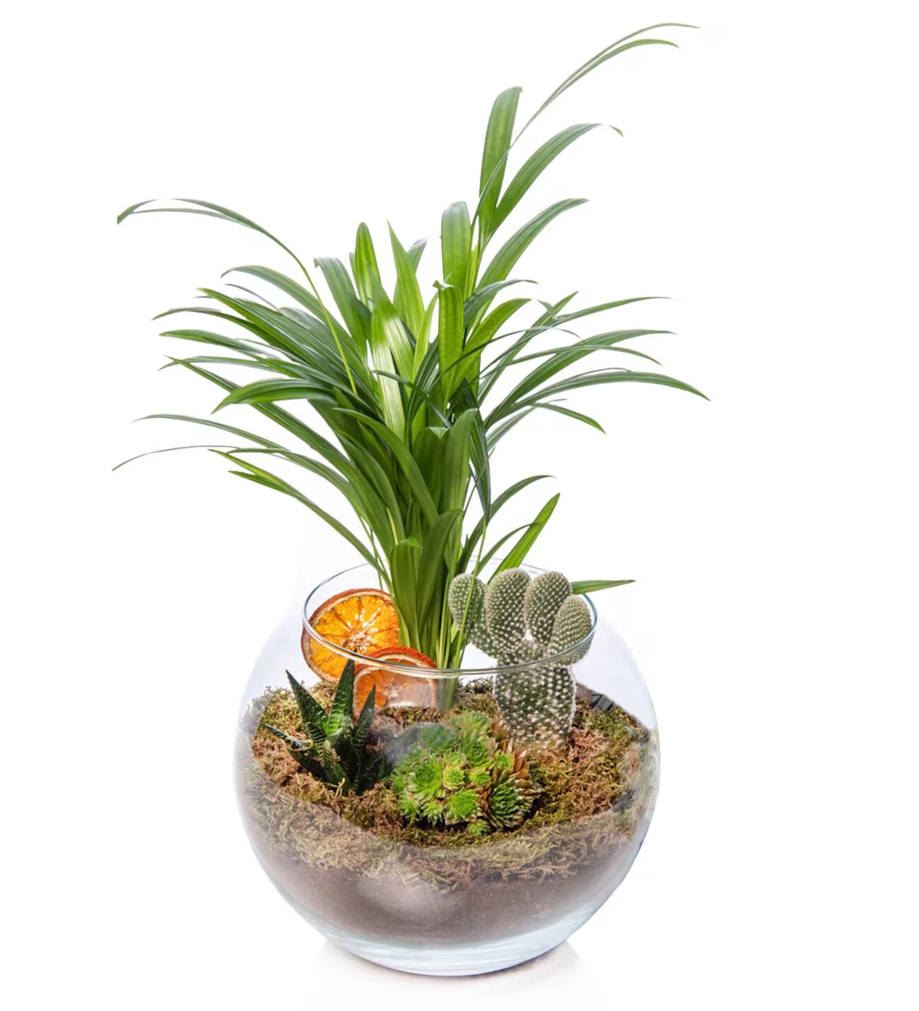 Areca Palm and Sempervivum Jade Rose in Glass Jar