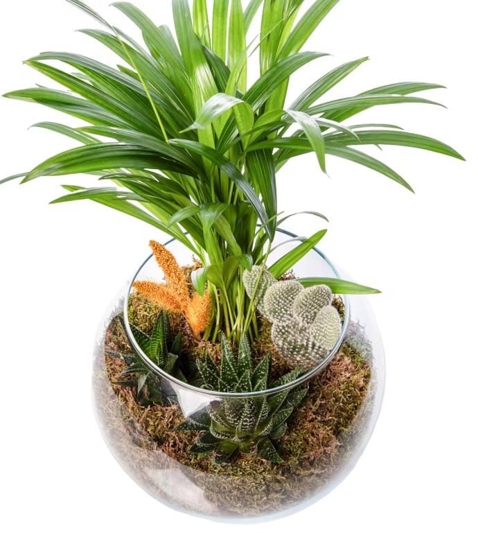 Glass Belle Areca Palm and Aloe Aristata