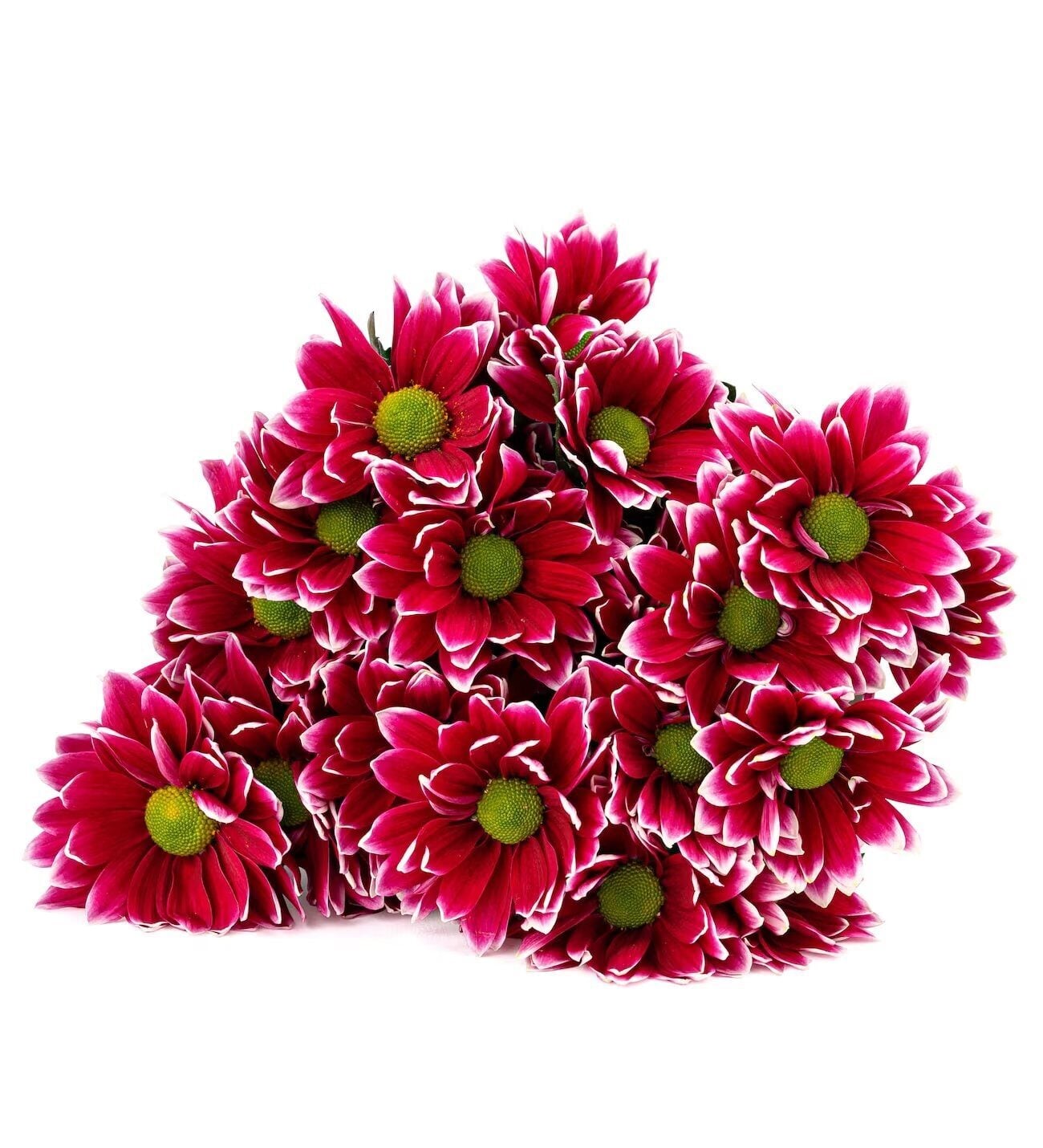 For You - Chrysanthemum Design