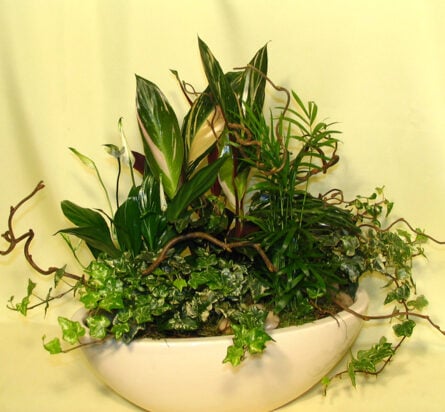 Elegant Plant With Planting
