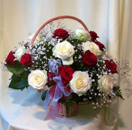 Red and white roses