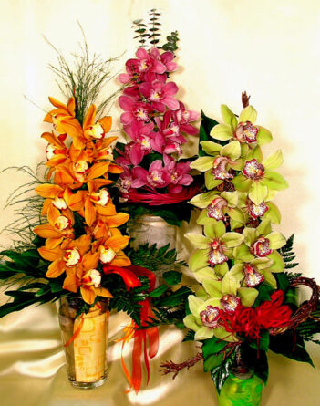 brilliant orchids