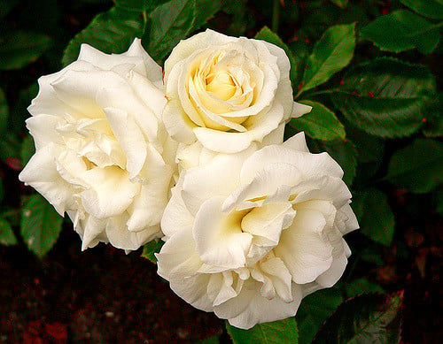 Talea - Rose Bouquet Flower Delivery (Medium)