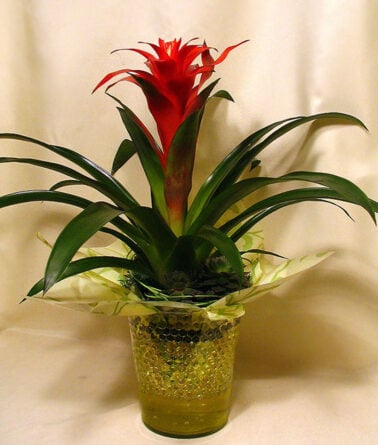 Bromeliad modern décor