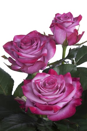 Deep Purple roses - the world's most beautiful roses (Medium)
