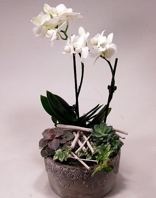 Orchid And Stone Roses - Arrangement In An Ornate Stone Bowl