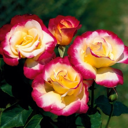 Hot Merengue - Rose Bouquet Flower Delivery (Medium)