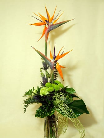 Welcome parrot with flowers (Medium)