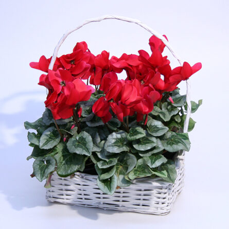 Cyclamen in a basket M