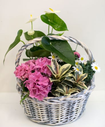 Potted flowers in a wicker basket