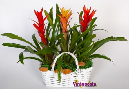Fire, fire! - Exotic bromeliads in a basket