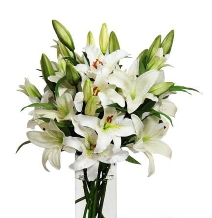 White lilies (Small)