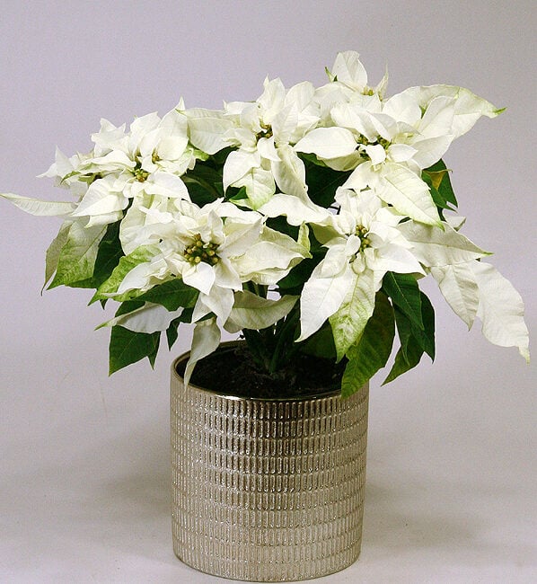 White poinsettia in a bright pot