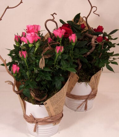 Mini rose in a ceramic pot with vintage decoration