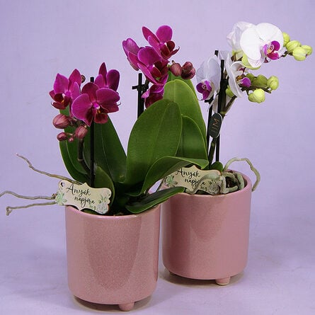 Orchid plant in Kaspó