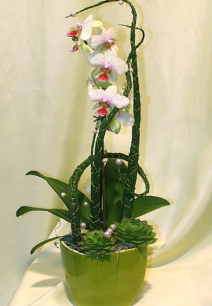 Phalaenopsis orchid in a casket (Medium)