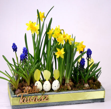 Spring garden with daffodils M