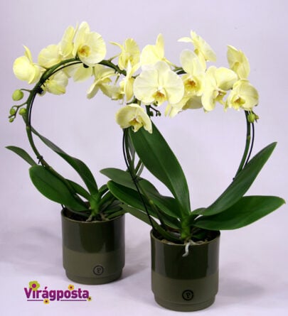 Spring orchid M