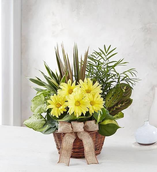 Dish Garden with Fresh Cut Flowers (Small)