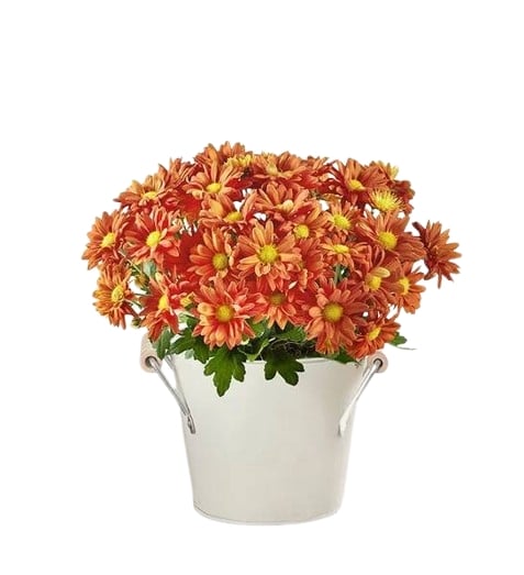 Fall Mum Plant 6"