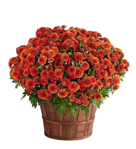 Fall Mum Plant 8"
