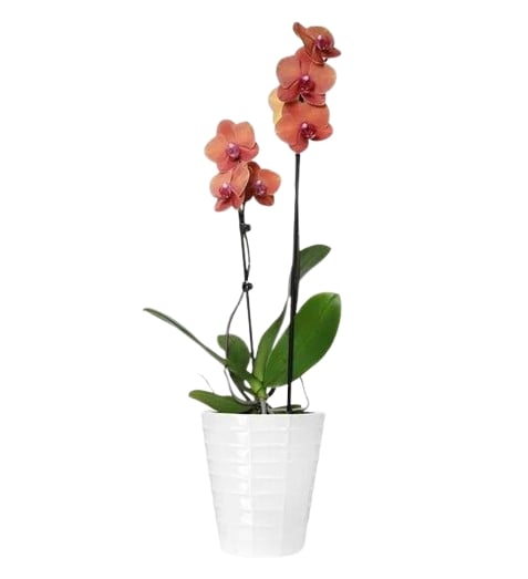 Bonfire Orchid Plant