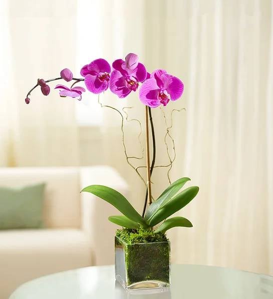 Purple Phalaenopsis Orchid