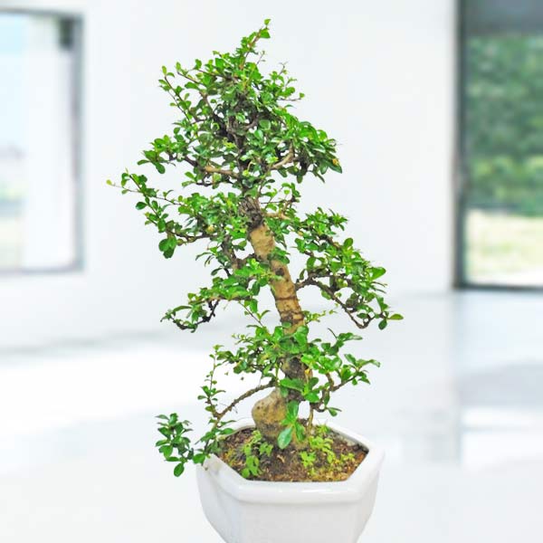 Fukien Tea Bonsai 60Cm Height