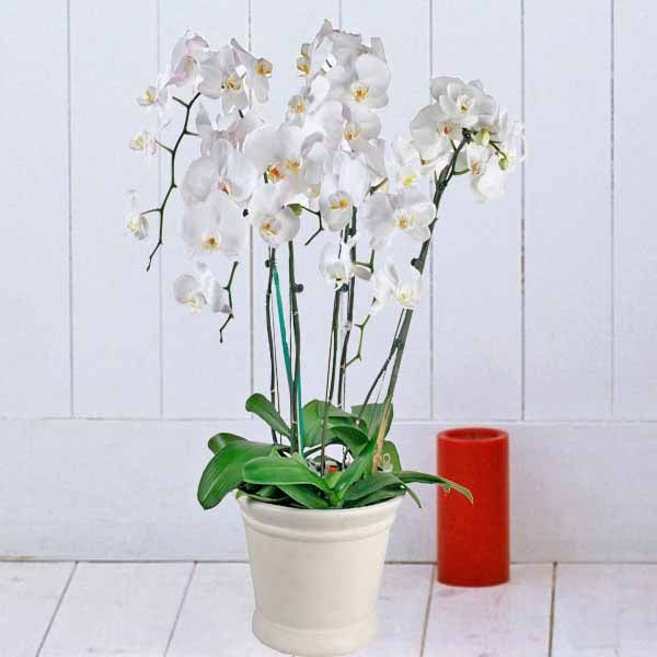 Live Phalaenopsis Orchids Centre Yellow Potted Plant