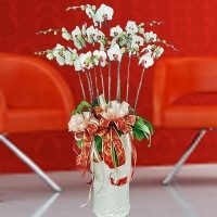 Live Orchids White (Ctr Purple) Color Plants (10 Sprays) 1.2m