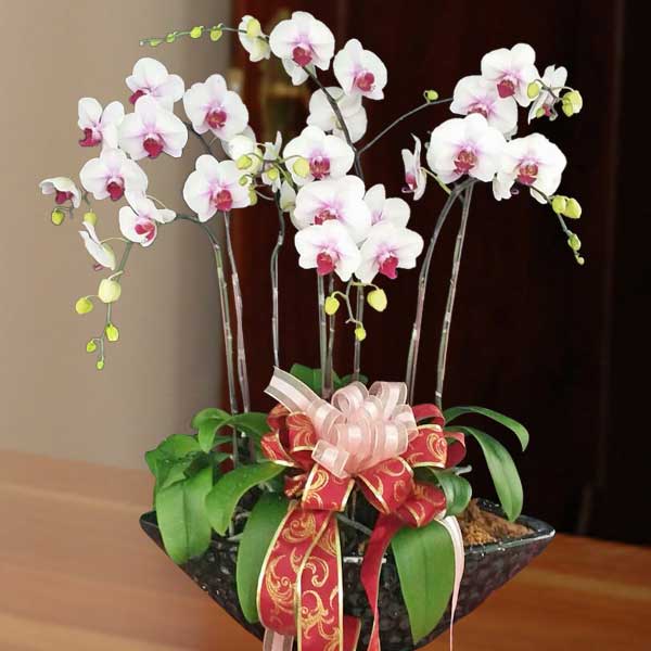 Live Phalaenopsis Orchids White Center Purple Color Potted Plant 8 Sprays