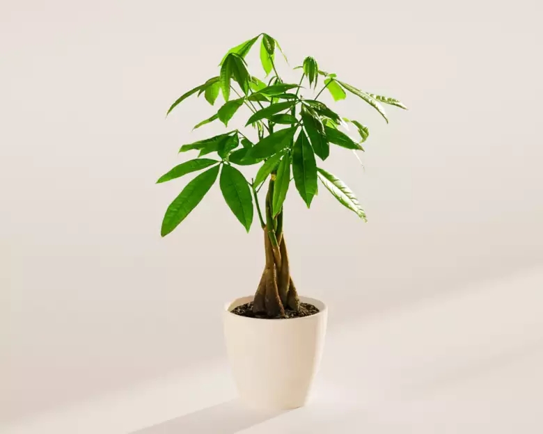 Medium Money Tree in Coconut Eco Pot