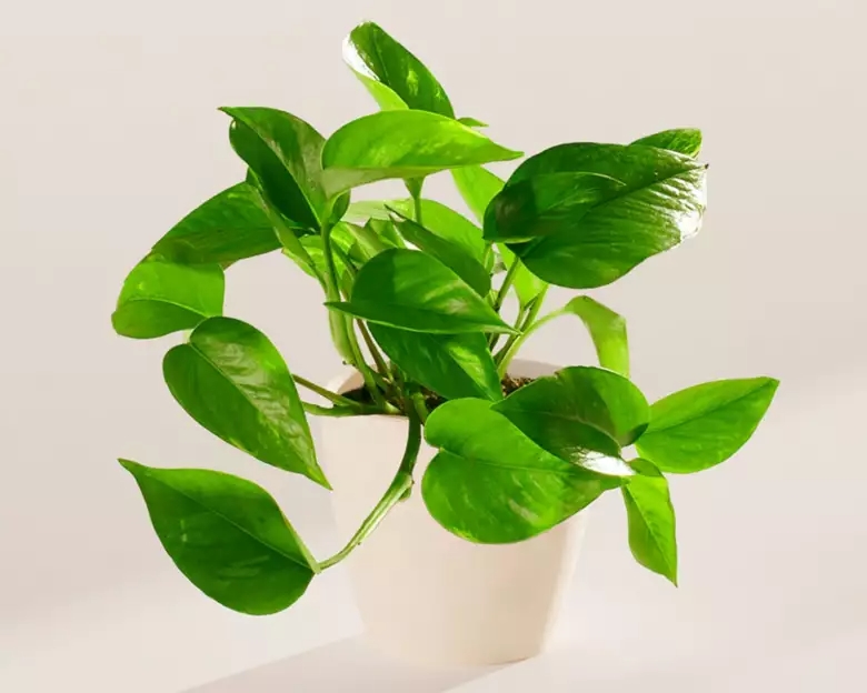 Small Golden Pothos in Coconut Eco Pot